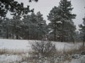 snowy corral.JPG